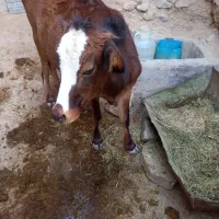 شش تا گاو گوساله بومی|حیوانات مزرعه|ماهنشان, |دیوار