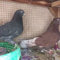 کفترنروماده مایه کفتر گنجه ای