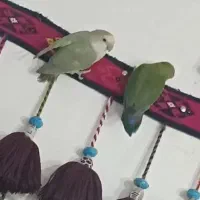 جفت کوتوله برزیلی