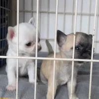 توله های ریزترین نژاد جهان شیهواهوا