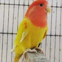 طوطی کوتوله اوپال طلایی فول دستی