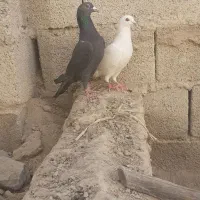 کبوترسالم یک سنگی یک سفید|پرنده|سراوان, |دیوار