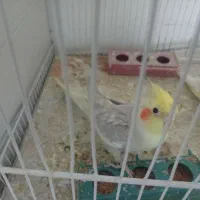 جفت