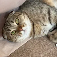 گربه اسکاتیش|گربه|آبادان, |دیوار