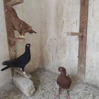 کبوتر