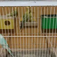 4عدد مرق عشق