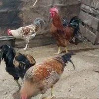 خروس محلی مناسب برای قربانی|حیوانات مزرعه|سلمان‌شهر, |دیوار