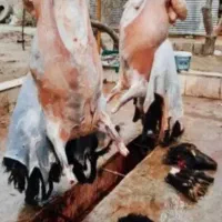 قصابی درمحل شما