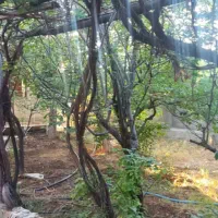 ۱۰۲۰ متر باغ / / ۹۱ متر بنا/چنار غرب/فوری فروشی