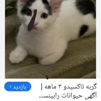 گربه گمشده