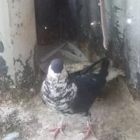 کبوتر ساده افشون نر