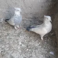 کبوتر سینه|پرنده|بجنورد, |دیوار