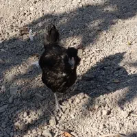 نیمچه مرغ های ۳ ماهه فول کیفیت گلین|حیوانات مزرعه|هفدر, |دیوار