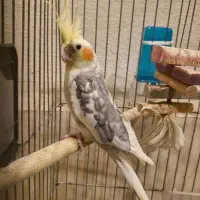 عروس هلندی نر