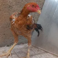 جوجه خروس چهارماهه نژاد اصیل لاری تالشی|حیوانات مزرعه|نظرآباد, شهرک فرهنگیان|دیوار