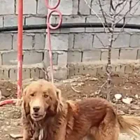 سگ سرخ چل روزگاری