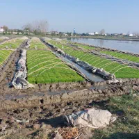 تیم نشا دستگاهی آماده نشا