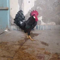 خروس سیاه و سفید