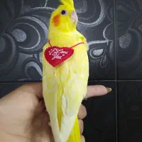 جوجه لوتینو کاملا زعفرونی|پرنده|شیراز, دروازه قران|دیوار