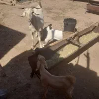 بز کهر دار دقلو