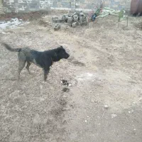 سگ‌سرابی|سگ|ایجرود, |دیوار