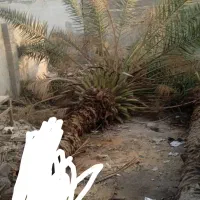 قطع نخل رایگان با اره برقی|خدمات باغبانی و درختکاری|میناب, |دیوار