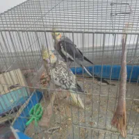 عروس هلندی با ۳ عدد جوجه