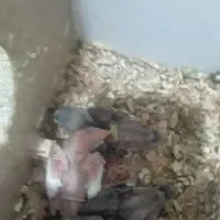 فنچ نرگسی مولد|پرنده|کاشمر, |دیوار