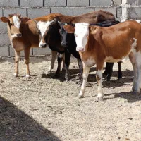 گوساله های پرواری دورگه و ترکمن