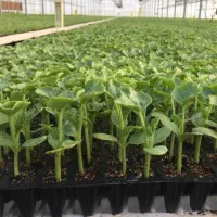 کارشناس کشاورزی و نیروی ساده خانم