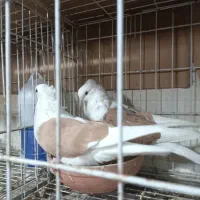 دوکت همه رنگ