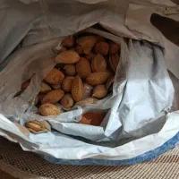 بادام تلخ برای روغن گیری