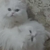 معاوضه یک جفت گربه با طوطی سانان