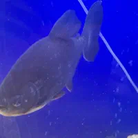 ماهی پاکو و سیچلاید زندانی|ماهی|رشت, خمیران زاهدان|دیوار