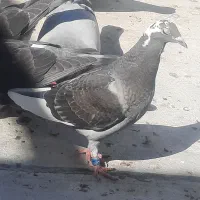 پرنده گمشده