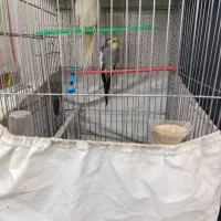 فروش عروس ومرغ عشق