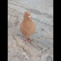 8 طوق کبوتر|پرنده|فردیس, فردیس|دیوار