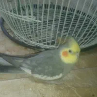 عروس هلندی سخنگونر