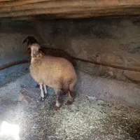 2عدد بره ماده سالم سرحال جفتی 20 ملیون|حیوانات مزرعه|مریوان, |دیوار