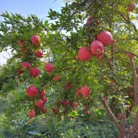 نهال انار گلدانی مرغوب|گل و گیاه طبیعی|زرندیه, |دیوار