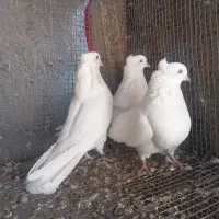 سفید چشم سفید