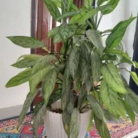 گل طبیعی آپارتمانی