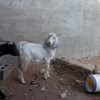 کهره نر|حیوانات مزرعه|سعدآباد, |دیوار