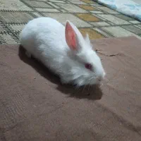 بچه خرگوش‌