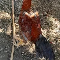 مرغ خروس لاری