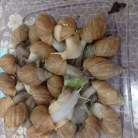 آلبینو و اچاتینا