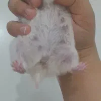 همستر بالغ|موش و خرگوش|صدرا-فارس, فاز ۱|دیوار