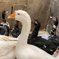 قوغاز لیندا