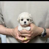 داگ کوچولوی نازوباوفا