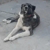 یه قلاده سگ از نژاد خراسانی